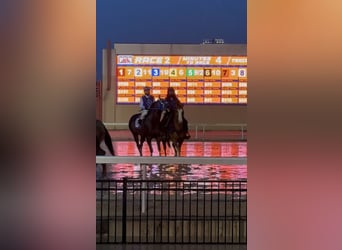 American Quarter Horse, Castrone, 7 Anni, 157 cm, Falbo