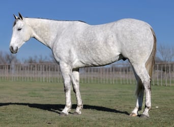 American Quarter Horse, Castrone, 7 Anni, 157 cm, Grigio pezzato
