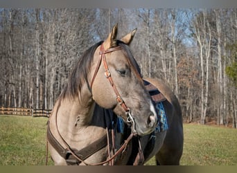American Quarter Horse, Castrone, 7 Anni, 157 cm, Grullo