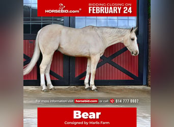 American Quarter Horse, Castrone, 7 Anni, 157 cm, Palomino