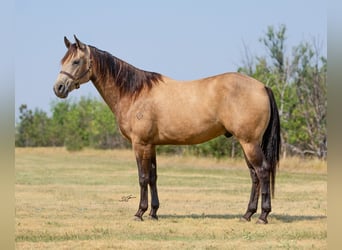 American Quarter Horse, Castrone, 7 Anni, 157 cm, Pelle di daino