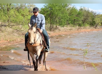 American Quarter Horse, Castrone, 7 Anni, 157 cm, Pelle di daino