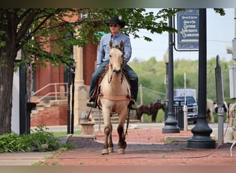 American Quarter Horse, Castrone, 7 Anni, 157 cm, Pelle di daino