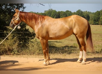 American Quarter Horse, Castrone, 7 Anni, 157 cm, Red dun