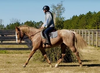 American Quarter Horse, Castrone, 7 Anni, 157 cm, Roano rosso