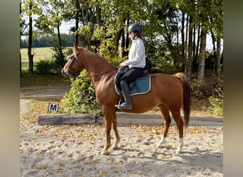 American Quarter Horse, Castrone, 7 Anni, 158 cm, Sauro