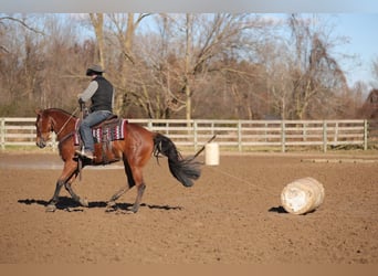 American Quarter Horse, Castrone, 7 Anni, 160 cm, Baio ciliegia