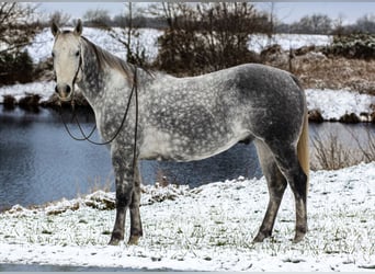 American Quarter Horse, Castrone, 7 Anni, 160 cm, Grigio