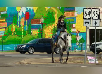 American Quarter Horse, Castrone, 7 Anni, 160 cm, Grigio