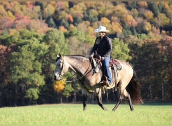 American Quarter Horse, Castrone, 7 Anni, 160 cm, Pelle di daino