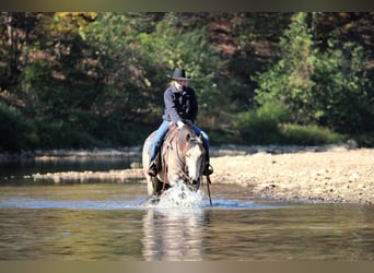 American Quarter Horse, Castrone, 7 Anni, 160 cm, Pelle di daino