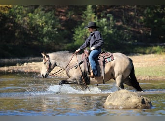 American Quarter Horse, Castrone, 7 Anni, 160 cm, Pelle di daino