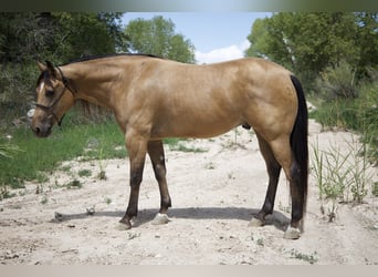 American Quarter Horse, Castrone, 7 Anni, 160 cm, Pelle di daino