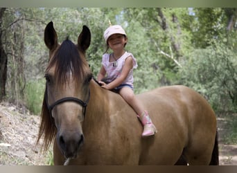 American Quarter Horse, Castrone, 7 Anni, 160 cm, Pelle di daino