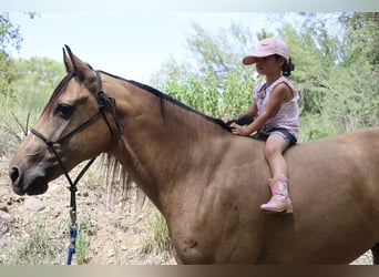 American Quarter Horse, Castrone, 7 Anni, 160 cm, Pelle di daino
