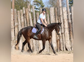 American Quarter Horse Mix, Castrone, 7 Anni, 163 cm, Baio ciliegia