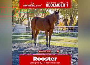 American Quarter Horse, Castrone, 7 Anni, 163 cm, Baio ciliegia