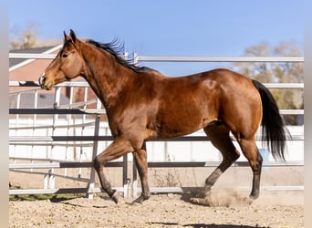 American Quarter Horse, Castrone, 7 Anni, 163 cm, Baio ciliegia