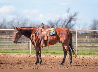 American Quarter Horse, Castrone, 7 Anni, 163 cm, Baio ciliegia