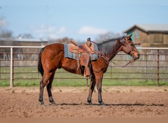 American Quarter Horse, Castrone, 7 Anni, 163 cm, Baio ciliegia