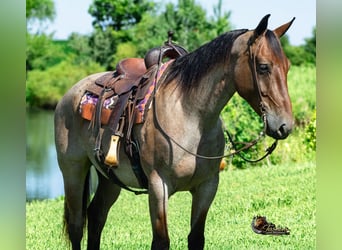 American Quarter Horse, Castrone, 7 Anni, 163 cm, Baio roano