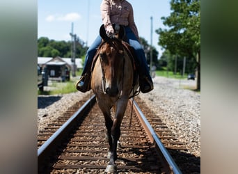American Quarter Horse, Castrone, 7 Anni, 163 cm, Baio roano