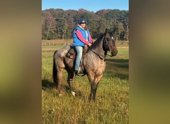 American Quarter Horse, Castrone, 7 Anni, 163 cm, Baio roano