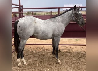 American Quarter Horse, Castrone, 7 Anni, 163 cm, Grigio