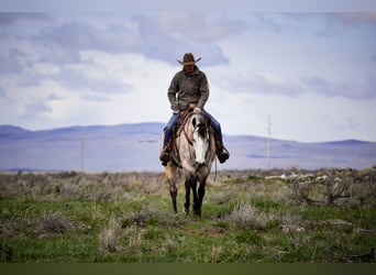American Quarter Horse, Castrone, 7 Anni, 163 cm, Grigio