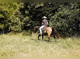 American Quarter Horse, Castrone, 7 Anni, 163 cm, Grullo