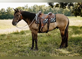 American Quarter Horse, Castrone, 7 Anni, 163 cm, Grullo