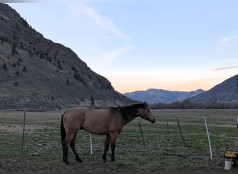 American Quarter Horse, Castrone, 7 Anni, 163 cm, Pelle di daino