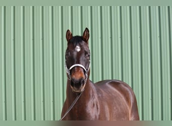 American Quarter Horse, Castrone, 7 Anni, 167 cm, Baio