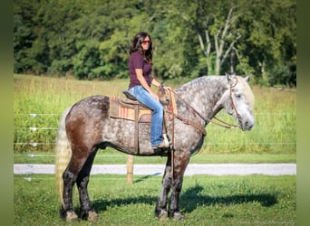 American Quarter Horse, Castrone, 7 Anni, 173 cm, Grigio pezzato
