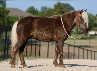 American Quarter Horse, Castrone, 7 Anni, 99 cm, Baio