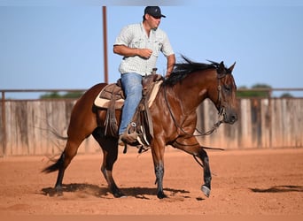 American Quarter Horse, Castrone, 7 Anni, Baio ciliegia
