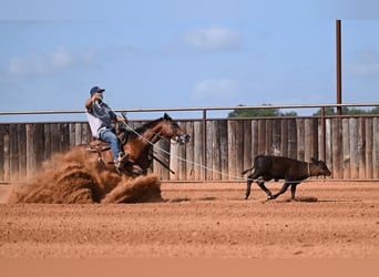 American Quarter Horse, Castrone, 7 Anni, Baio ciliegia