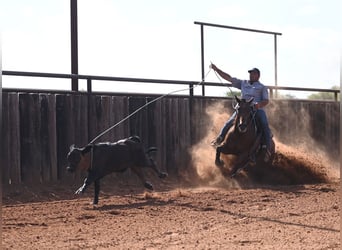 American Quarter Horse, Castrone, 7 Anni, Baio ciliegia