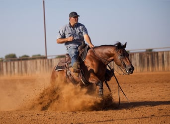American Quarter Horse, Castrone, 7 Anni, Baio ciliegia
