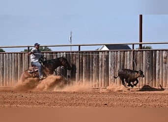 American Quarter Horse, Castrone, 7 Anni, Baio ciliegia
