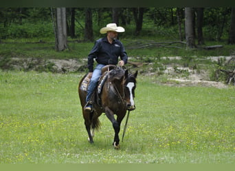 American Quarter Horse, Castrone, 7 Anni, Baio ciliegia