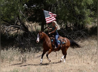 American Quarter Horse, Castrone, 7 Anni, Baio ciliegia