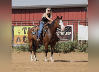 American Quarter Horse, Castrone, 7 Anni, Baio ciliegia