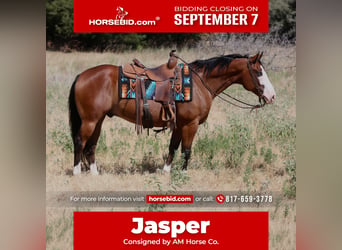 American Quarter Horse, Castrone, 7 Anni, Baio ciliegia