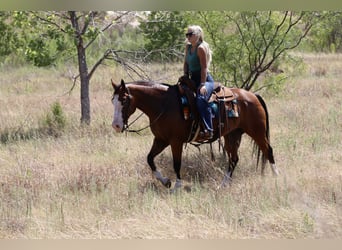 American Quarter Horse, Castrone, 7 Anni, Baio ciliegia