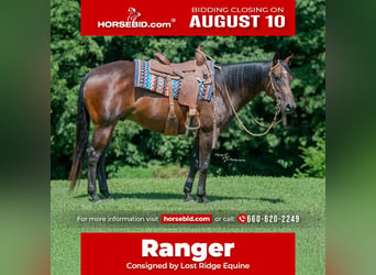American Quarter Horse, Castrone, 7 Anni, Baio ciliegia