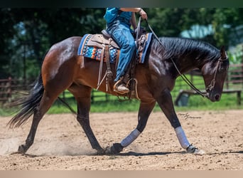 American Quarter Horse, Castrone, 7 Anni, Baio ciliegia