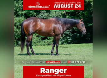 American Quarter Horse, Castrone, 7 Anni, Baio ciliegia
