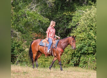 American Quarter Horse, Castrone, 7 Anni, Baio ciliegia