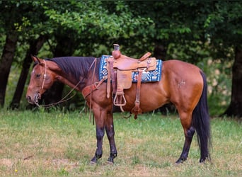 American Quarter Horse, Castrone, 7 Anni, Baio ciliegia